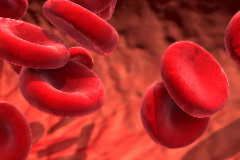 red blood cells circulating in the blood vessels